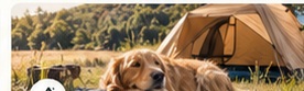 Camping y camper